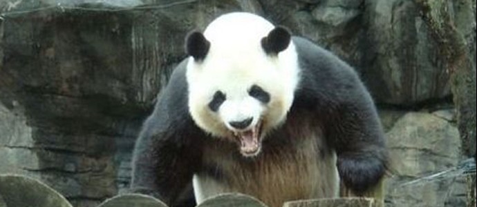 Has your website been attacked by a panda